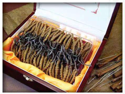 绥棱冬虫夏草回收